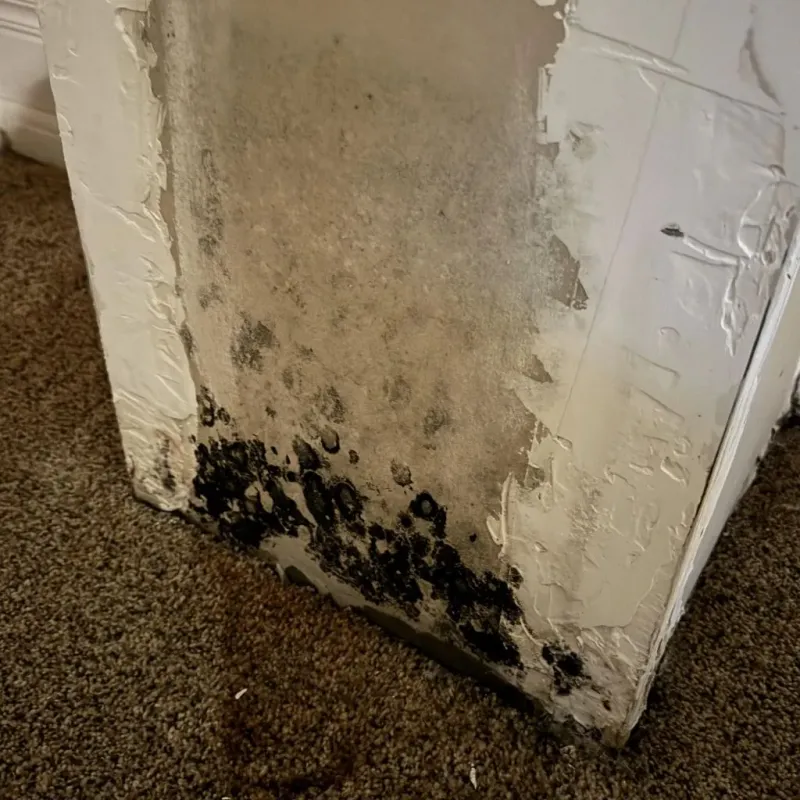 Professional Mold Removal in Alvarado, TX